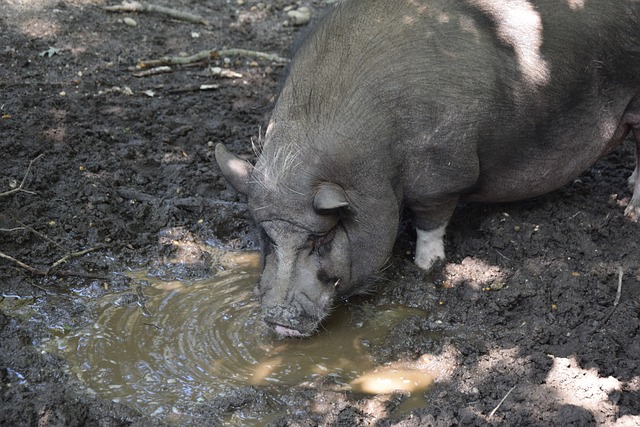 年男子篮球 年男子篮球