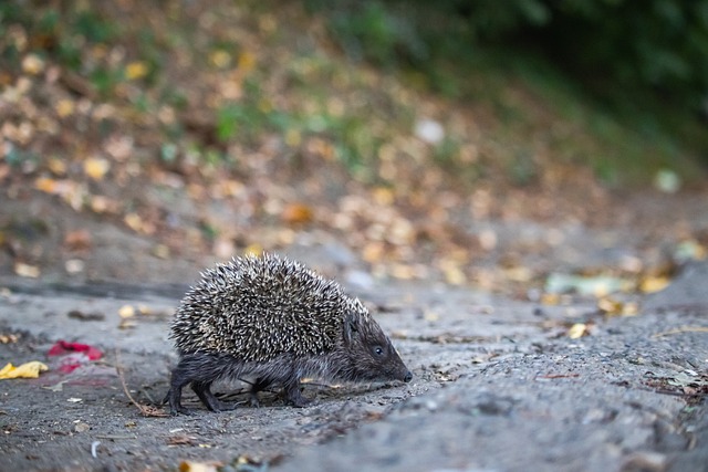 双方各有胜 双方各有胜